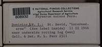 Physarum nutans image